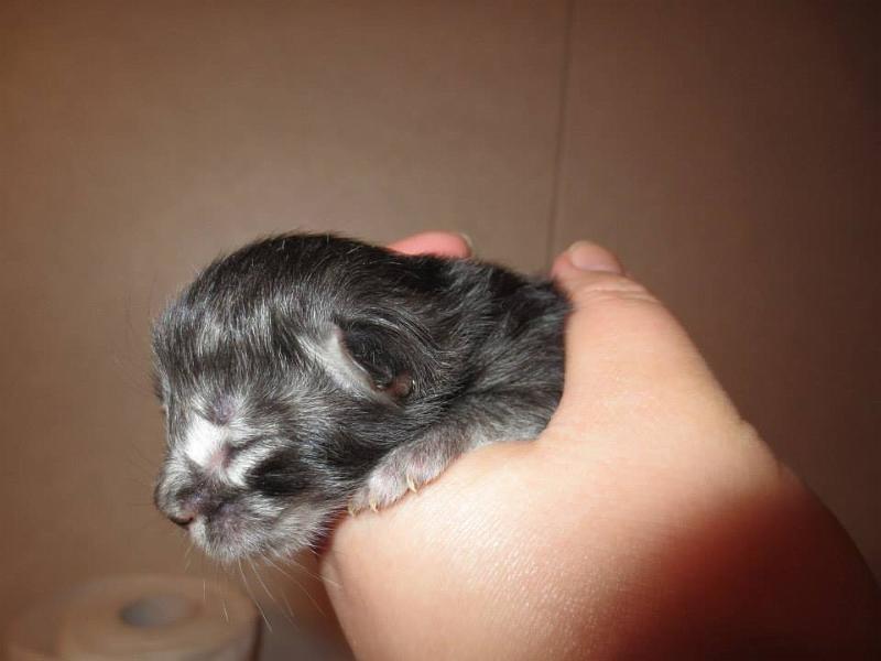 hanin d poika 2 vrk.jpg